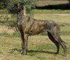1345292791_429963934_1-Pictures-of-brindle-great-dane-at-very-very-reasonable-prize.jpg