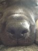 Brutus nose.jpg