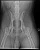 X-rays Hips 042313.jpg