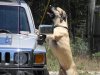 Ruger trying to get his ball out of the truck.jpg