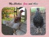 My Chickies, Jean and Alice.jpg