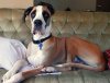 784px-Great_Dane_fawn_mantle_couch.jpg