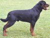 rottweiler-with-a-tail.jpg