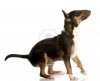 6189925-bull-terrier-puppy-ready-to-jump-up-with-reflection-on-white-background.jpg