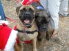 Ruby & Magee Canine Christmas.jpg