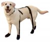 dog suspenders.jpg