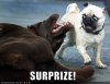 funny-dog-pictures-surprise-pug.jpg