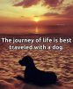 dog journey.jpg