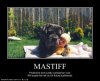 funny-dog-pictures-mastiff-cuddly.jpg