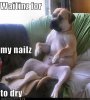 funny-dog-pictures-nailz-dry.jpg