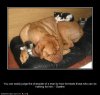 funny-dog-pictures-true-character.jpg
