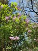 lilac-flower-tree.jpg