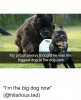 my-pitbull-always-thought-he-was-the-biggest-dog-at-27553976.png