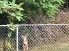 coyote-up-at-fence.jpg