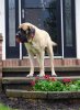 Chev on porch with ball 1.jpg